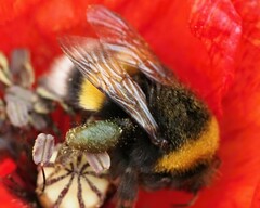 Bombus lucorum