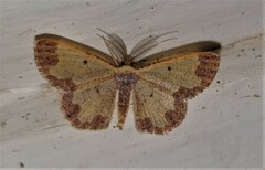 Zamarada transvisaria