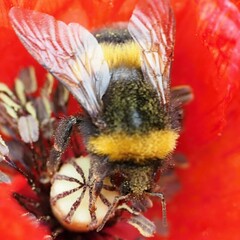 Bombus lucorum