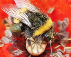 Bombus lucorum