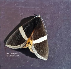 Fodina oriolus