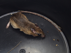 Gerbilliscus leucogaster