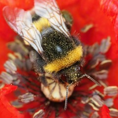 Bombus lucorum