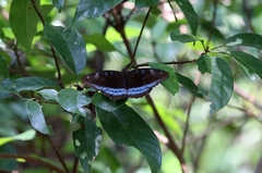 Tanaecia whiteheadi