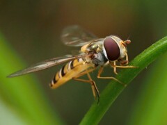 Episyrphus balteatus
