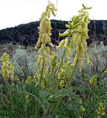 Astragalus collinus