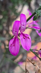 Dicliptera fruticosa