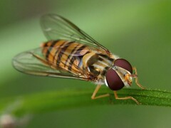 Episyrphus balteatus