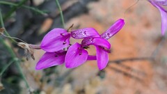 Dicliptera fruticosa