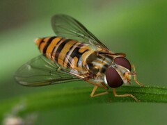 Episyrphus balteatus
