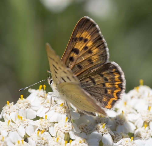 Lilac-bordered Copper