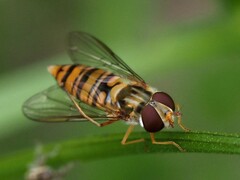 Episyrphus balteatus