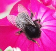 Bombus lapidarius