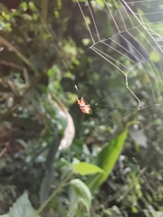 Macracantha
