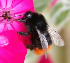 Bombus lapidarius