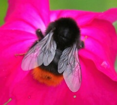 Bombus lapidarius