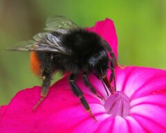 Bombus lapidarius