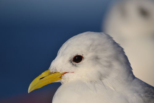Mouette tridactyle
