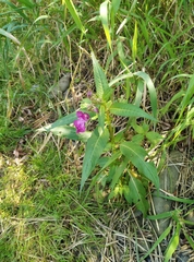 Impatiens glandulifera