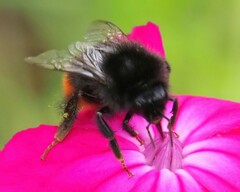 Bombus lapidarius