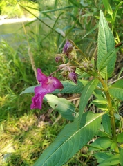 Impatiens glandulifera
