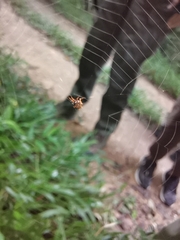 Macracantha