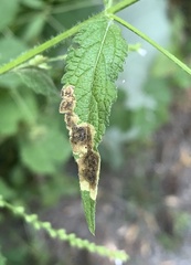 Calycomyza verbenae