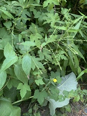 Calycomyza verbenae