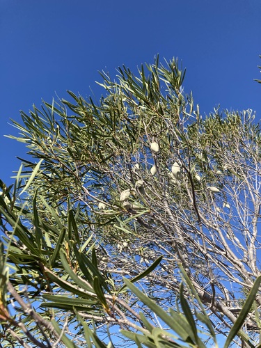 Image of Xylomelum angustifolium by (c) Thomas Mesaglio, some rights reserved (CC BY)