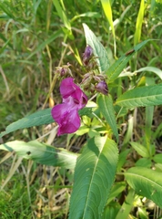 Impatiens glandulifera