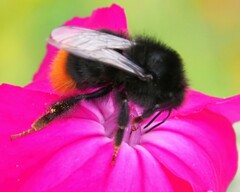 Bombus lapidarius
