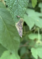 Calycomyza verbenae
