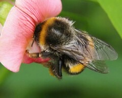 Bombus