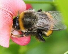 Bombus