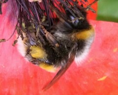 Bombus