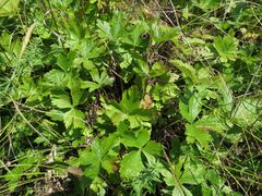 Anemonoides sylvestris