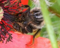 Bombus