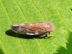 Speudotettix subfusculus