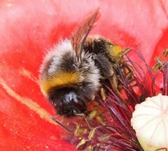 Bombus