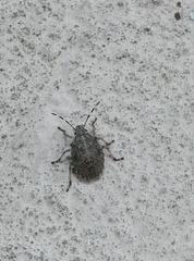 Rhaphigaster nebulosa