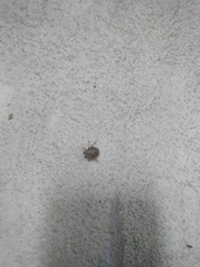 Rhaphigaster nebulosa