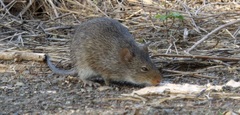 Sigmodon arizonae