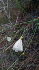 Calystegia longipes