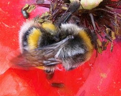 Bombus