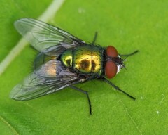 Lucilia