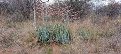 Aloe globuligemma