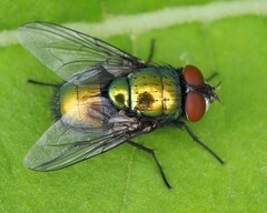 Lucilia