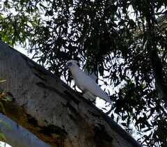 Cacatua pastinator