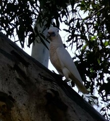 Cacatua pastinator