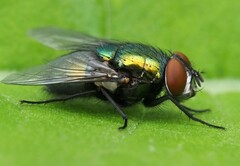 Lucilia